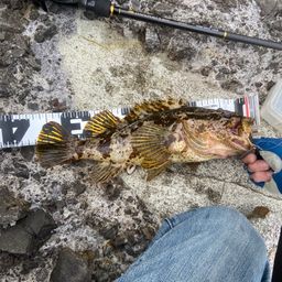 タケノコメバル