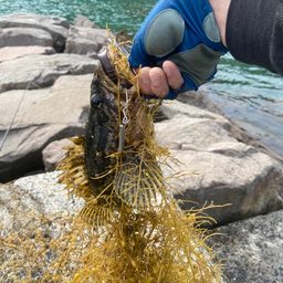 タケノコメバル