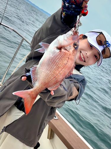 マダイの釣果