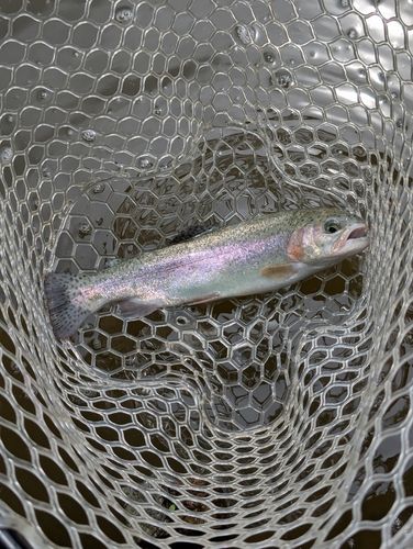 ニジマスの釣果