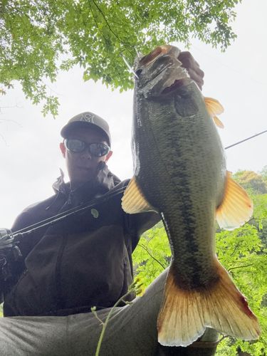 ブラックバスの釣果