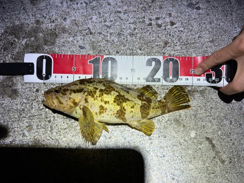 メバルの釣果