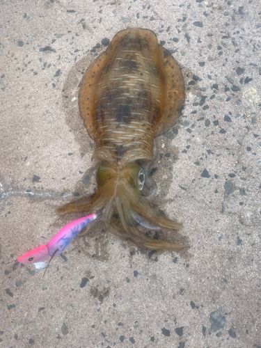 アオリイカの釣果