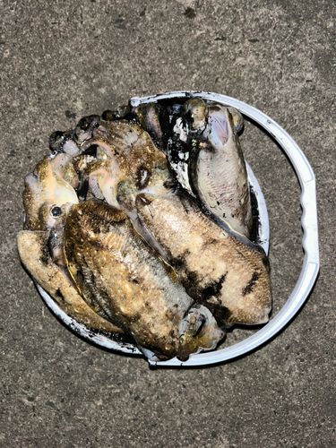 コウイカの釣果