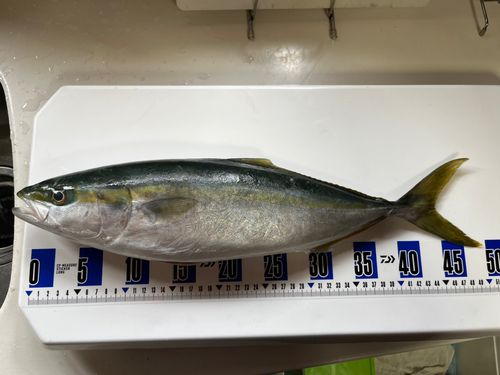 ハマチの釣果