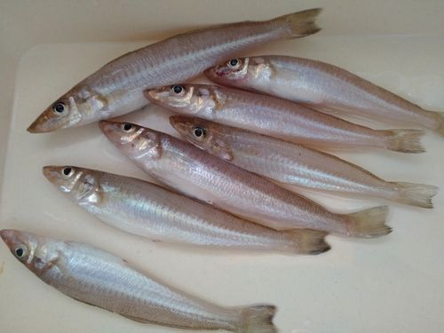 シロギスの釣果
