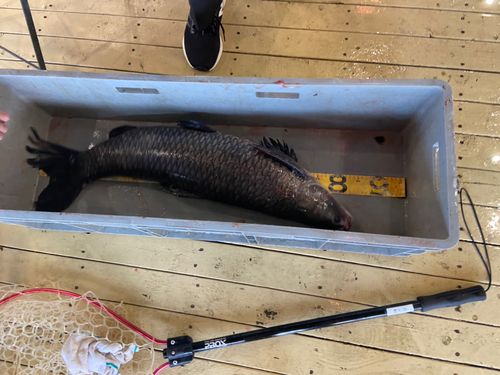 アオウオの釣果