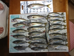 マアジの釣果