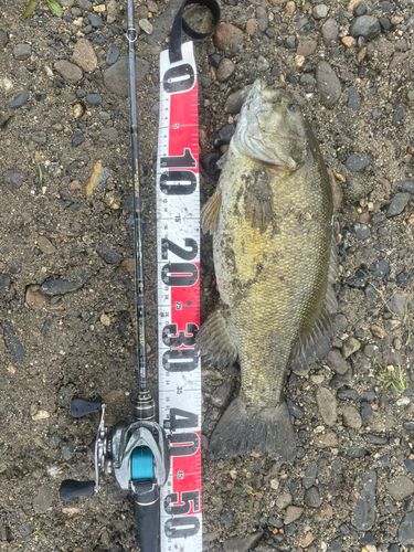 スモールマウスバスの釣果
