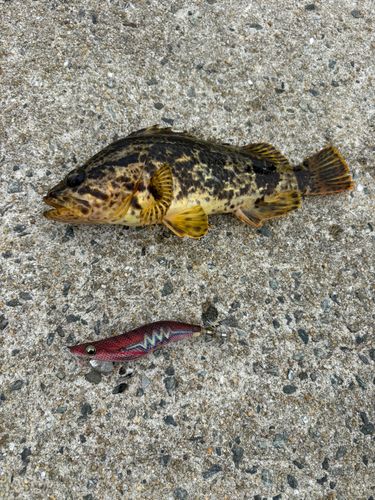 メバルの釣果