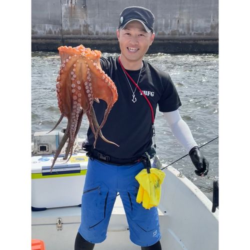 マダコの釣果