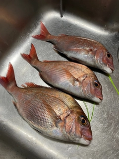 マダイの釣果
