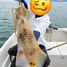 アオリイカ