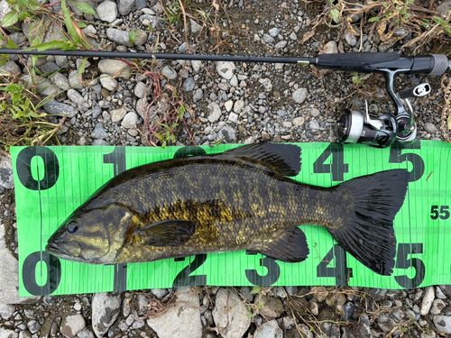 スモールマウスバスの釣果
