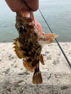 カサゴの釣果