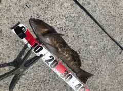 アイナメの釣果