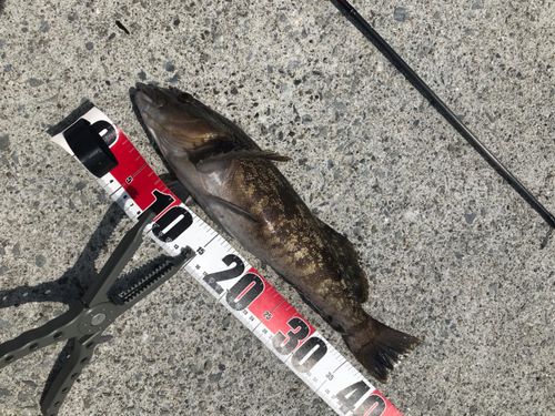 アイナメの釣果