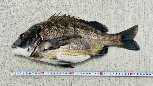 チヌの釣果