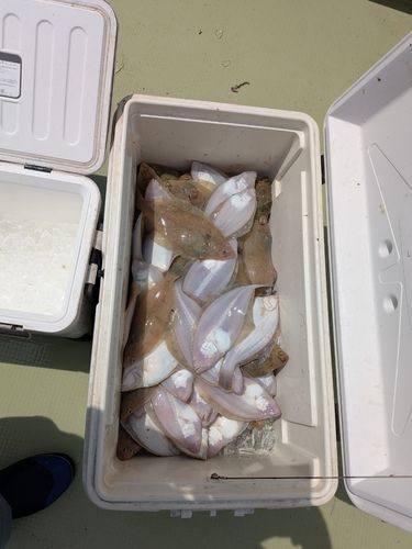カレイの釣果