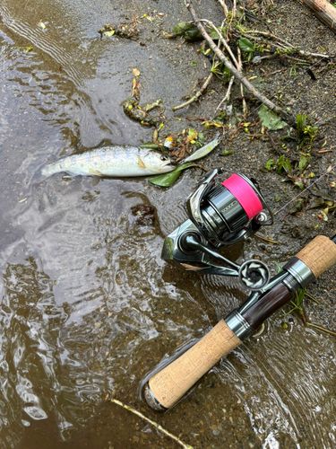 ヤマメの釣果