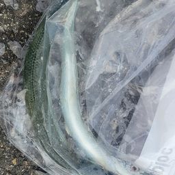 サヨリ