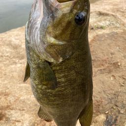 スモールマウスバス