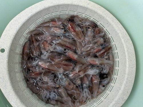 ホタルイカの釣果