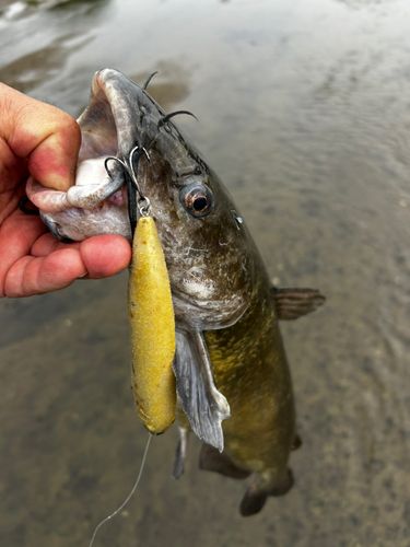 アメリカナマズの釣果