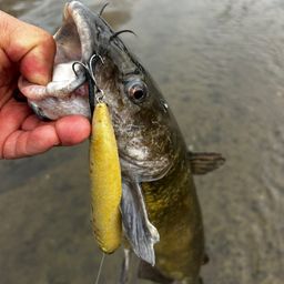 アメリカナマズ