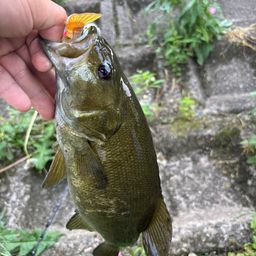 スモールマウスバス