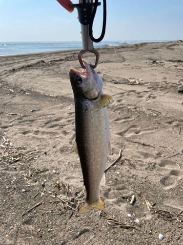 アメマスの釣果