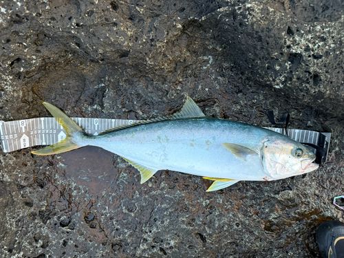 ヒラマサの釣果