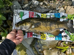 スモールマウスバスの釣果