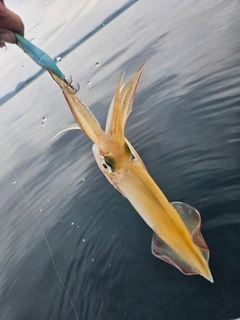 ヤリイカの釣果