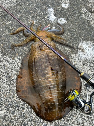 アオリイカの釣果