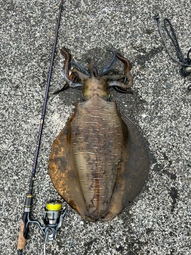 アオリイカの釣果