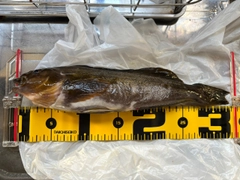 アイナメの釣果