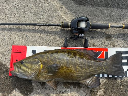 スモールマウスバスの釣果