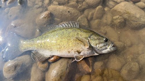 スモールマウスバスの釣果
