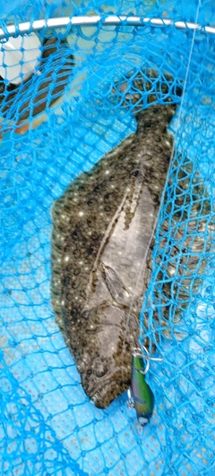 ヒラメの釣果