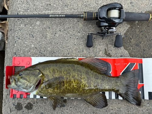 スモールマウスバスの釣果