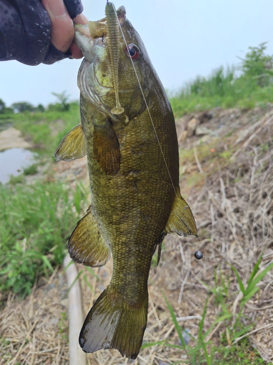 スモールマウスバス