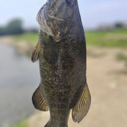 スモールマウスバス