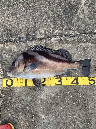 コショウダイの釣果