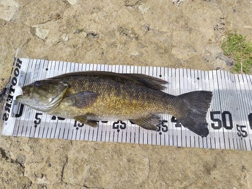 スモールマウスバスの釣果