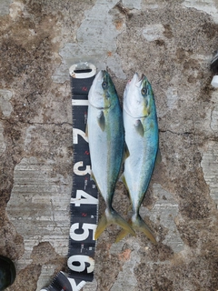 ハマチの釣果