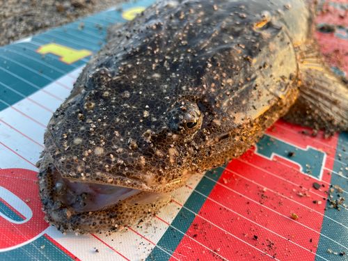マゴチの釣果