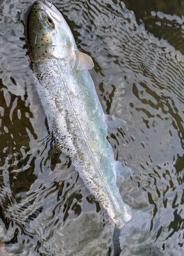 ニジマスの釣果