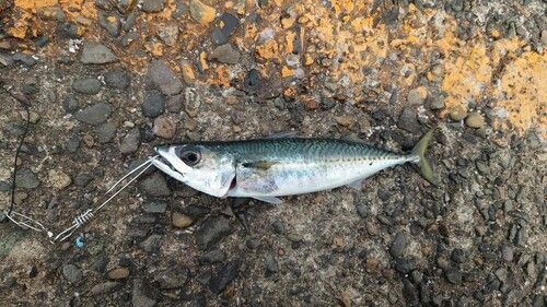 サバの釣果