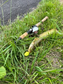 マナマズの釣果